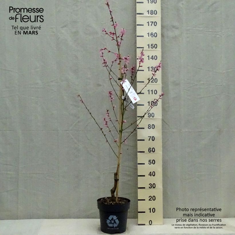 Example of Pesco Bénédicte Vaso da 7,5L/10L, Vasetto as you get in printemps