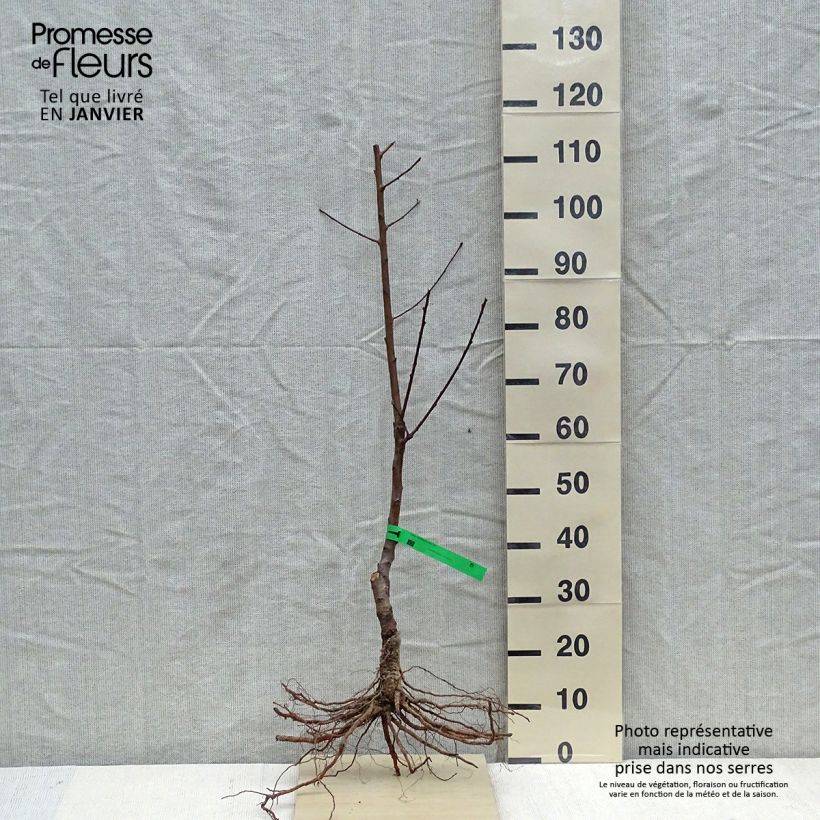 Example of Pesco Charles Ingouf Piante grandi a radice nuda, Astone as you get in hiver