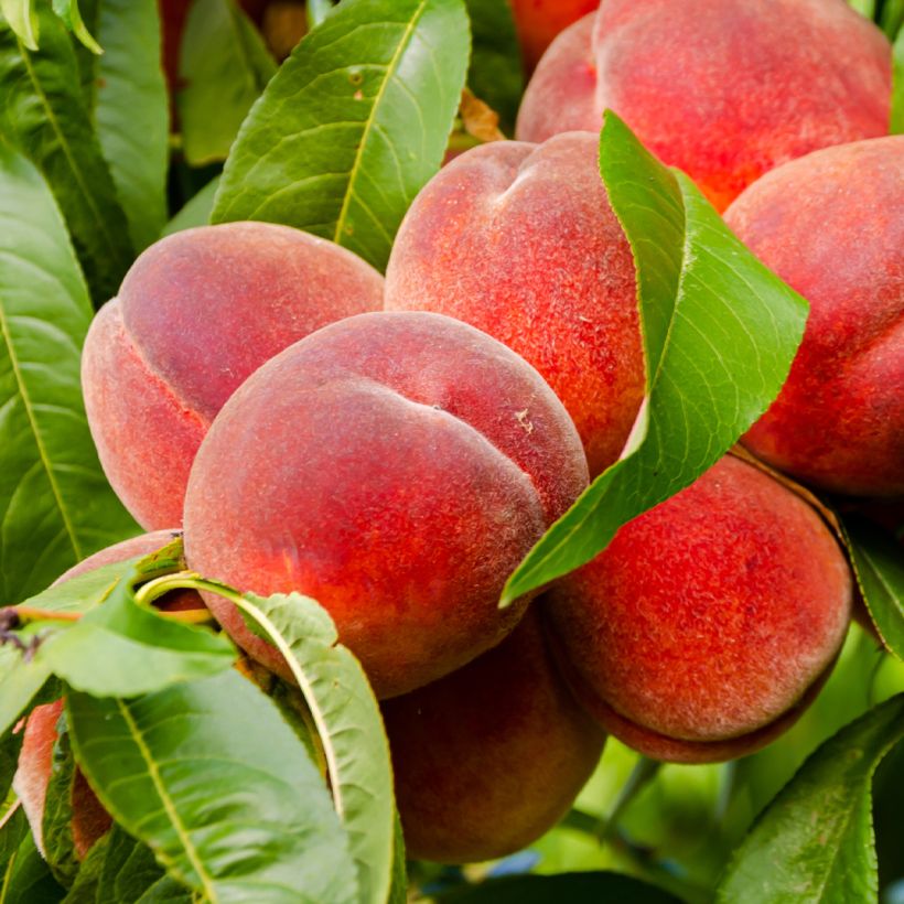 Pesco Charles Ingouf (Harvest)