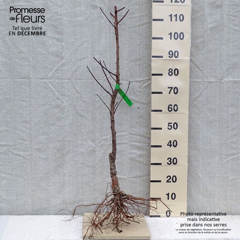 Pesco Grosse Mignonne Bio Piante grandi a radice nuda, Astone esemplare consegnato in inverno