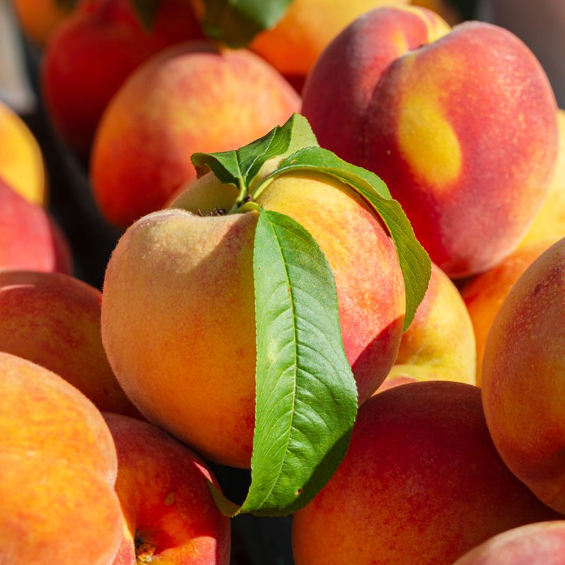 Pesco Madeleine de Courson Bio (Raccolta)