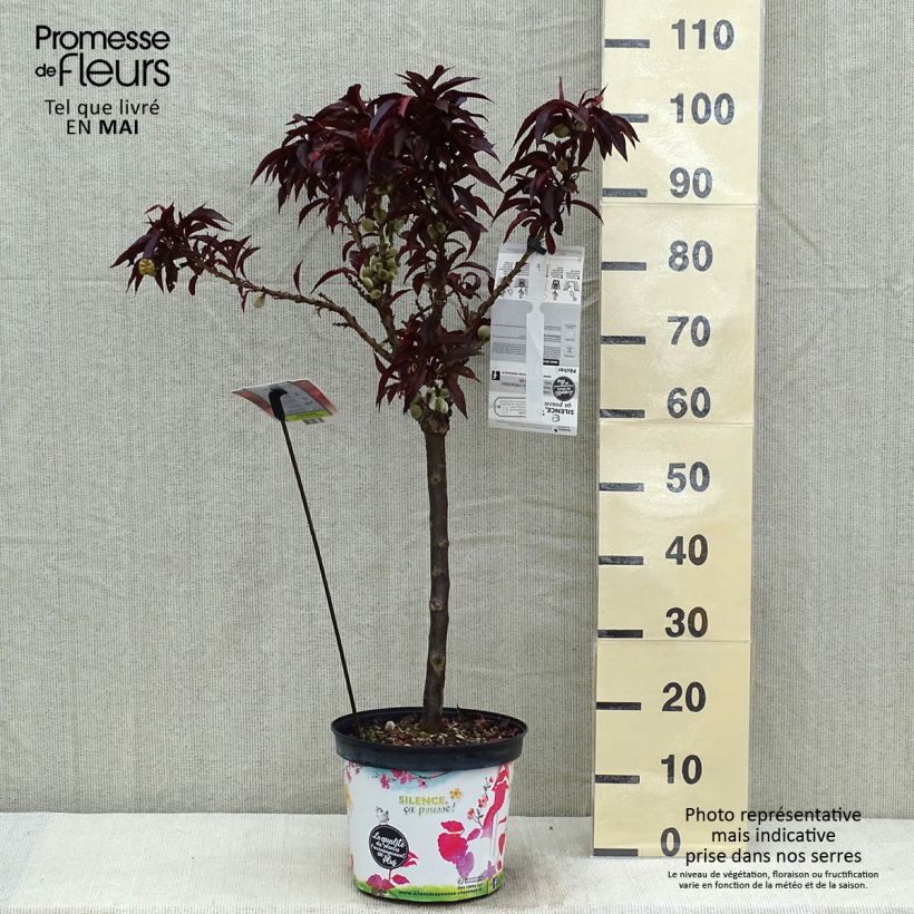 Example of Pesco Crimson 'Bonfire' Vaso da 6L/7L, Vaso impalcato basso as you get in printemps