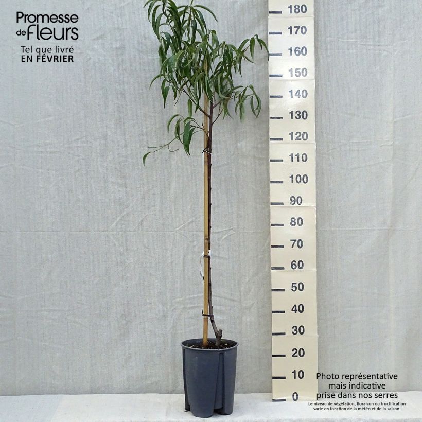Esemplare di Pêcher - Prunus persica Sanguine Pot de 7,5L/10L, Demi-Tige come consegnato in autunno