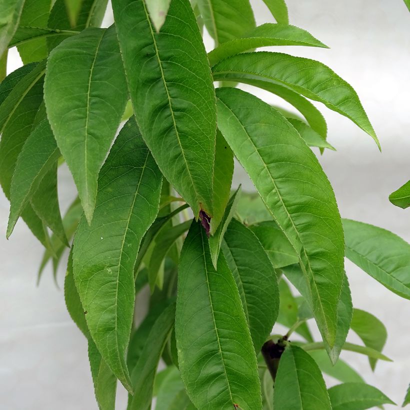 Pesco Redhaven (Fogliame)