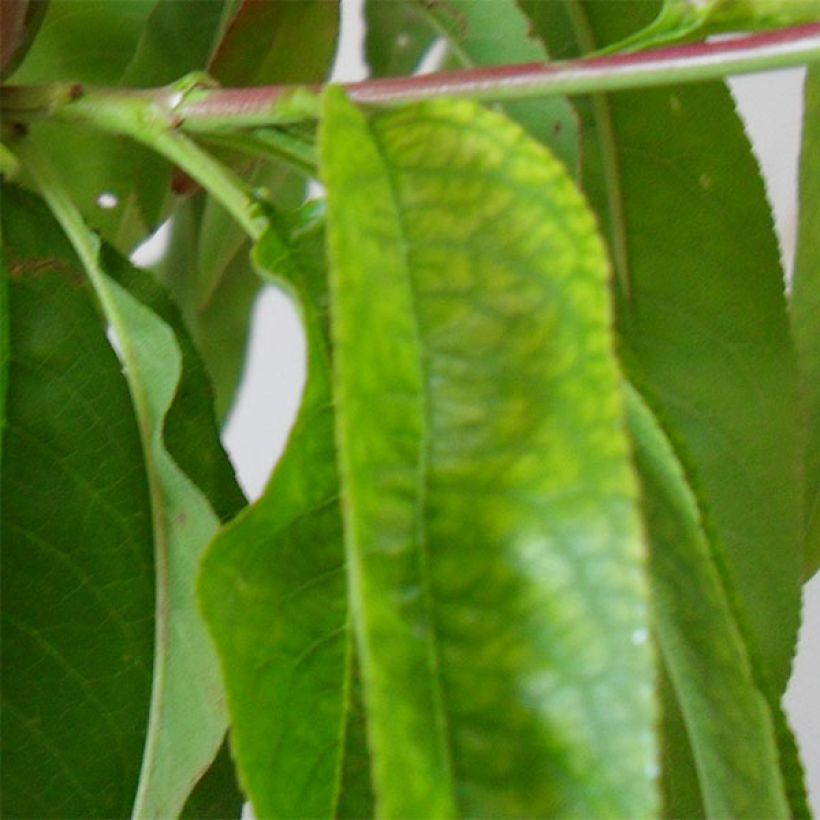 Pesco Robin (Fogliame)