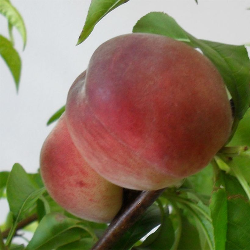 Pesco Robin (Raccolta)