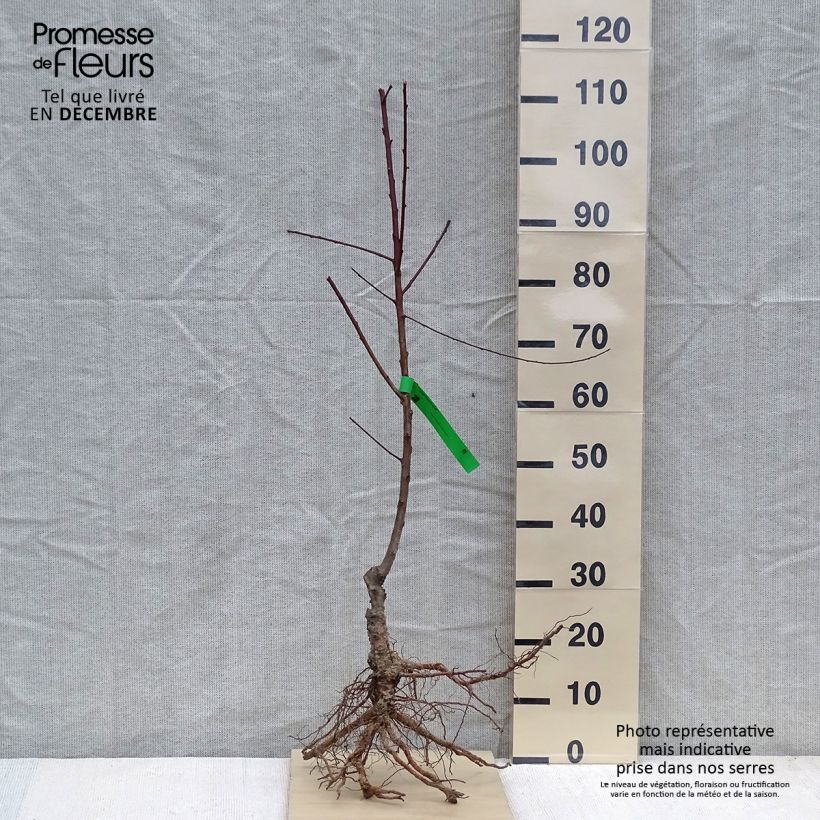 Pesco della vina Bio Piante grandi a radice nuda, Astone esemplare consegnato in inverno