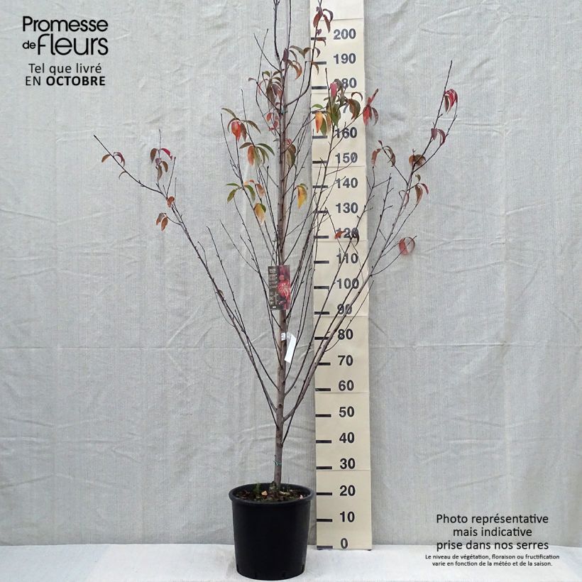 Esemplare di Prunus persica Taoflora Red - Pesco da fiore Vaso da 7,5L/10L, Astone alto come consegnato in autunno