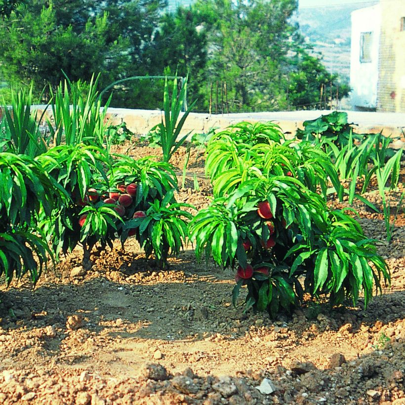 Pesco Bonanza (Plant habit)