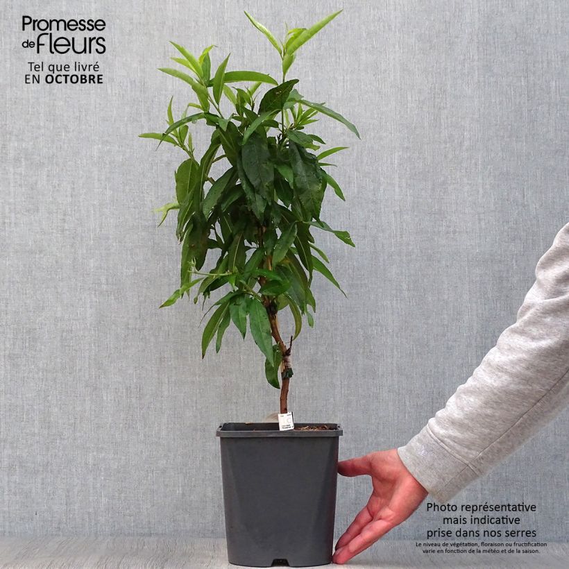 Esemplare di Pesco Fruit Me Peach Me Red Vaso da 4L/5L, Nano come consegnato in autunno