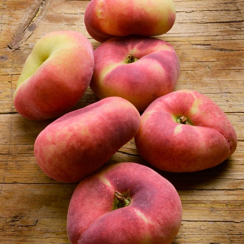 Pesco Platicarpa bianca (Harvest)