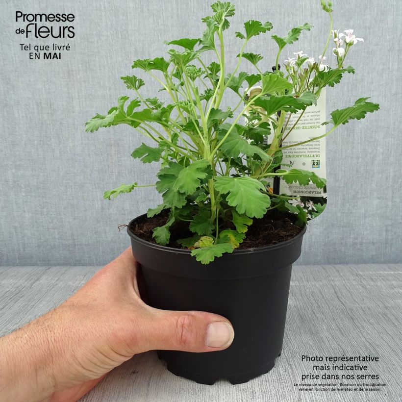 Pelargonium Ardwick Cinnamon Vaso da 1,5L/2L esemplare consegnato in primavera