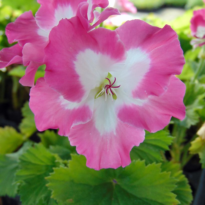 Pelargonium Bermuda Pink (Fioritura)