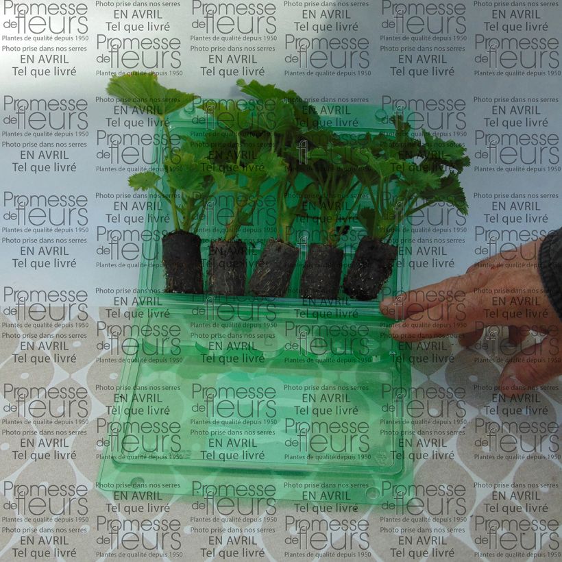 Esempio di esemplare Pelargonium Bermuda Pink mini zolla... come consegnato