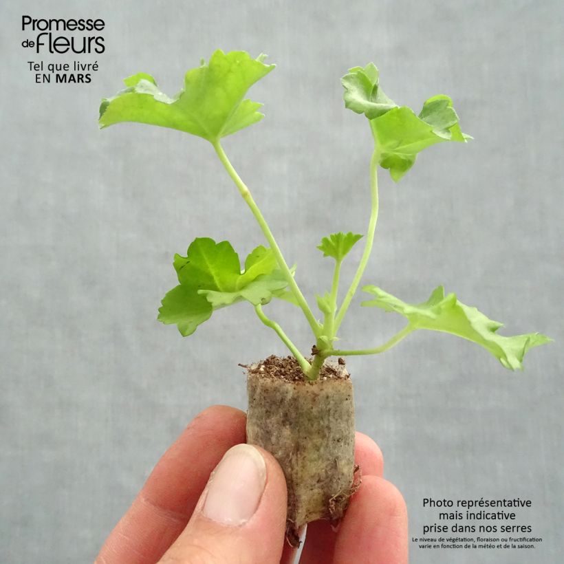 Geranio edera Double Apricot Salmon Orange mini zolla... esemplare consegnato in primavera