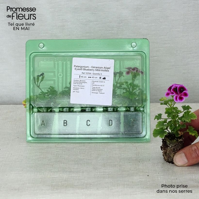 Example of Pelargonium Angel Eyes Blueberry mini zolla... as you get in printemps