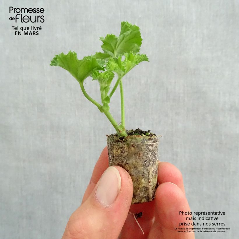 Pelargonium Angel's Perfume mini zolla... esemplare consegnato in primavera