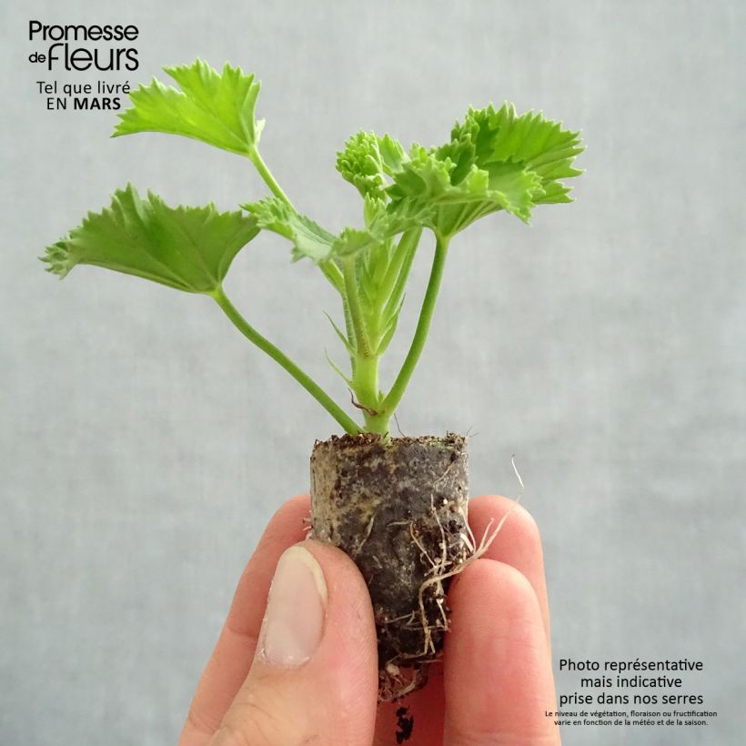 Pelargonium Candy Flowers Peach Cloud mini zolla... esemplare consegnato in primavera