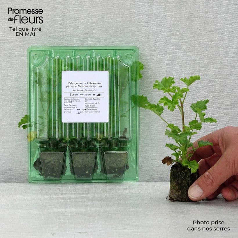 Pelargonium Mosquitaway Eva - Geranio odoroso mini zolla... esemplare consegnato in primavera