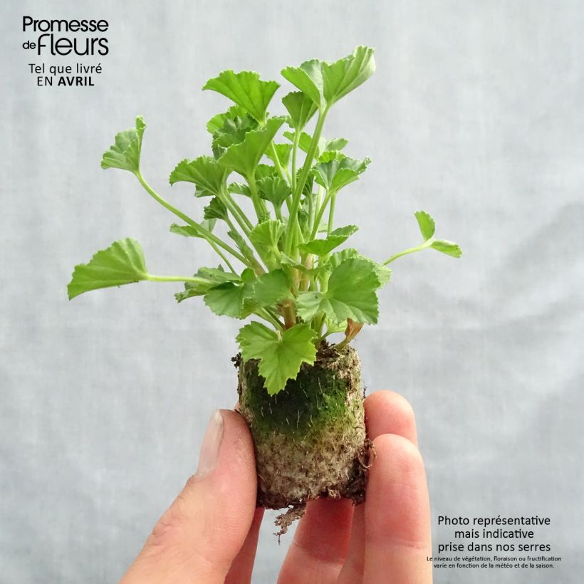 Pelargonium Mosquitaway Lizzy - Geranio odoroso mini zolla... esemplare consegnato in primavera