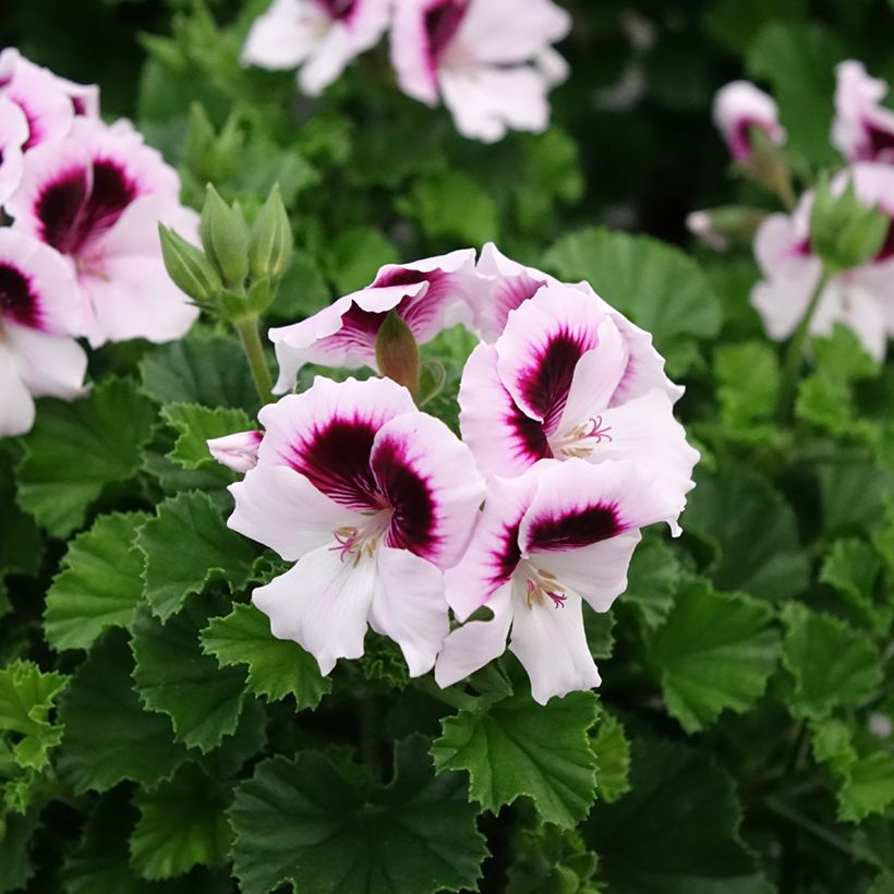 Pelargonium Mosquitaway Lizzy - Geranio odoroso (Fioritura)
