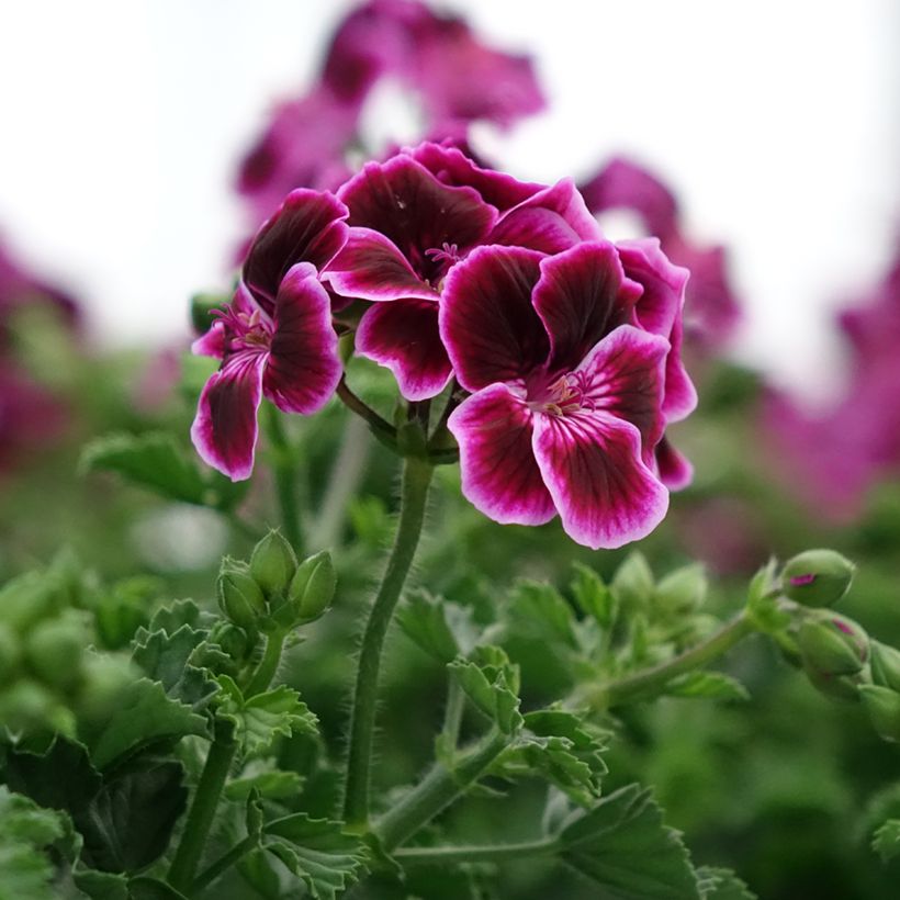 Pelargonium Mosquitaway Megan - Geranio odoroso (Fioritura)