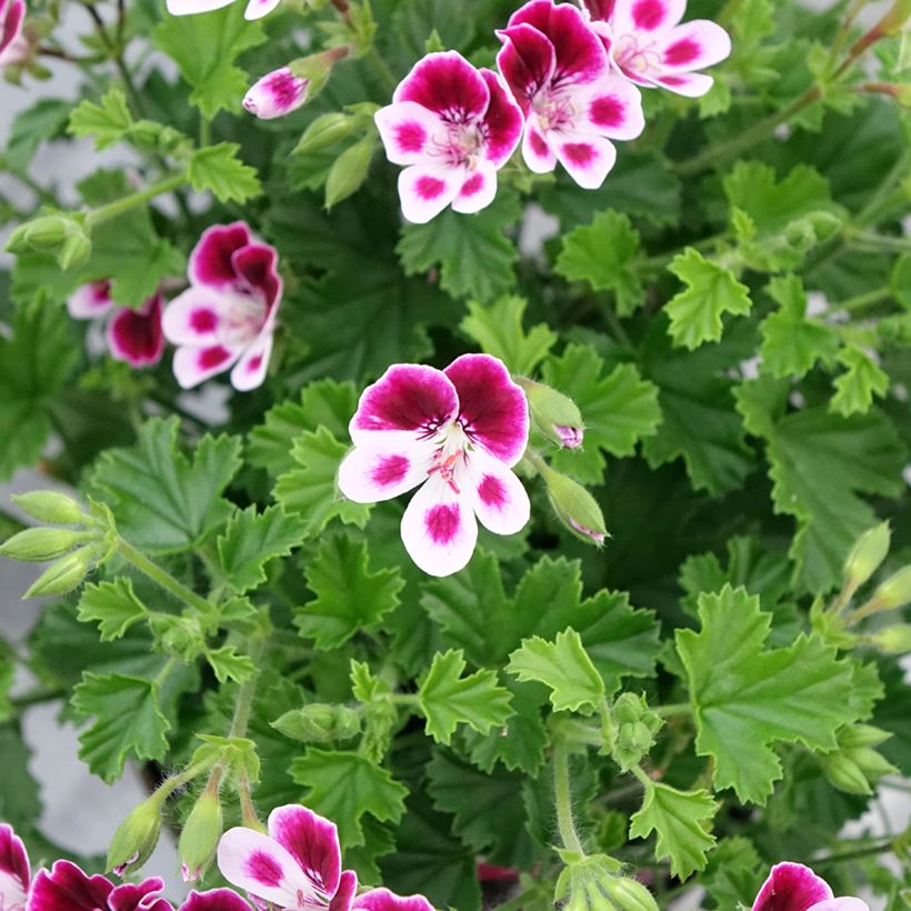 Pelargonium Mosquitaway Nova - Geranio odoroso (Fioritura)