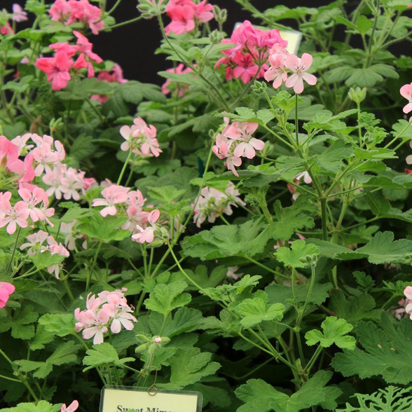 Pelargonium weet Mimosa - Geranio odoroso (Fioritura)