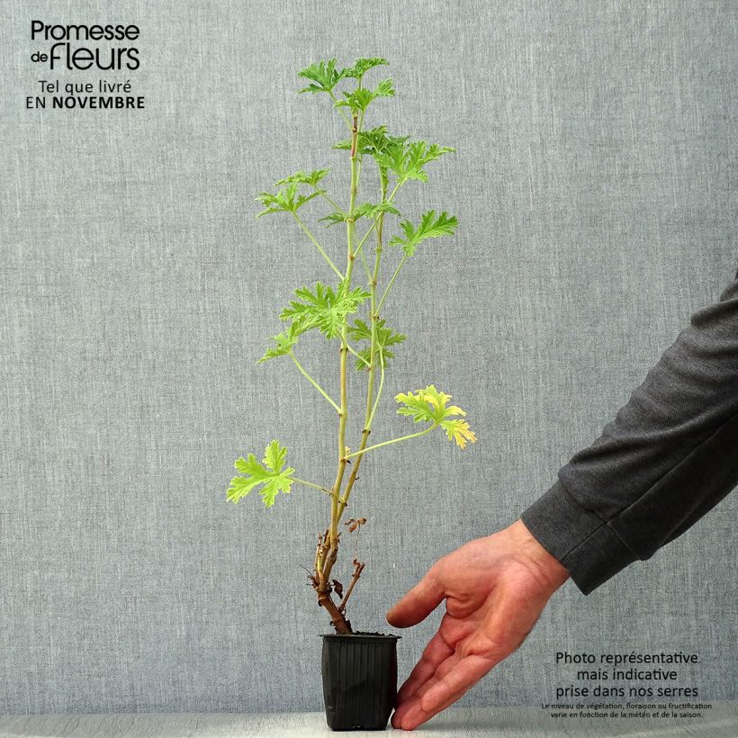 Esemplare di Pelargonium graveolens - Pelargonio odoroso Vasetto da 7/8 cm come consegnato in autunno