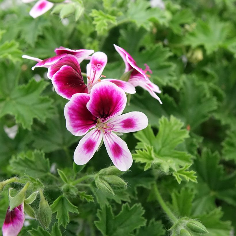 Pelargonium Mosquitaway Eva - Geranio odoroso (Fioritura)