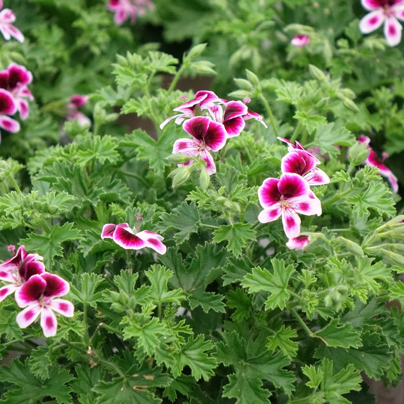 Pelargonium Mosquitaway Eva - Geranio odoroso (Porto)