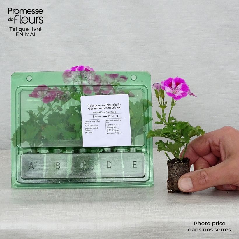 Pelargonium Pinkerbell mini zolla... esemplare consegnato in primavera