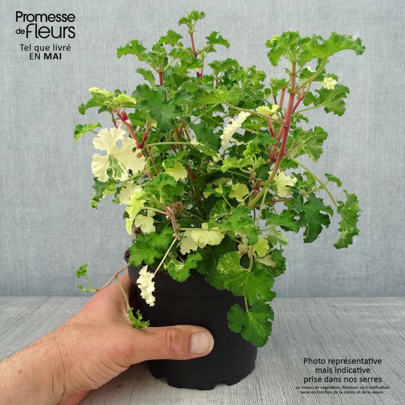 Example of Pelargonium crispum Peach Cream Vaso da 1,5L/2L as you get in printemps