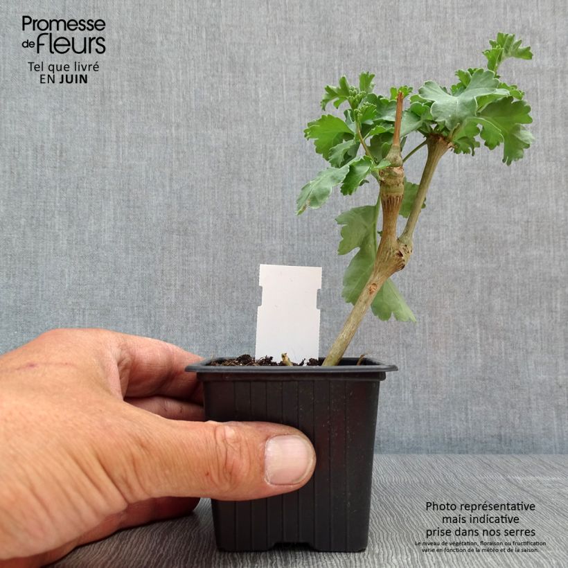 Pelargonium gibbosum Vasetto da 7/8 cm esemplare consegnato in primavera