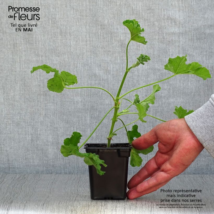 Pelargonium Endsleigh - Geranio odoroso Vasetto da 7/8 cm esemplare consegnato in primavera