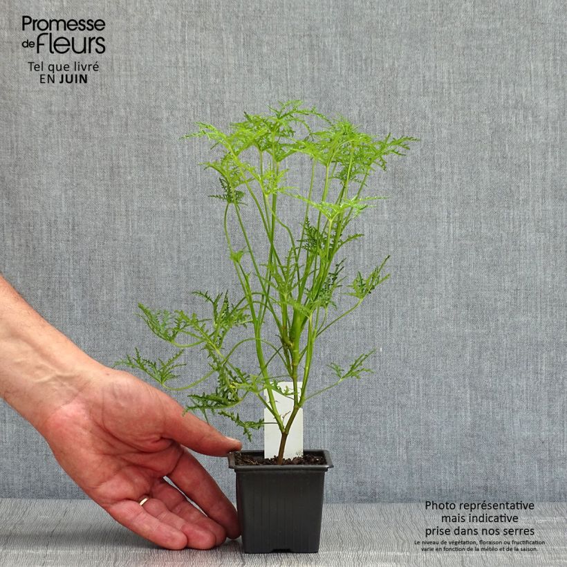 Pelargonium denticulatum Filicifolium Vasetto da 7/8 cm esemplare consegnato in primavera