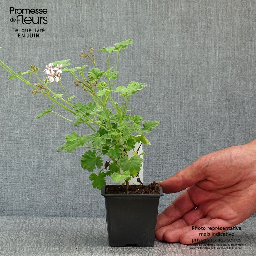 Pelargonium fragrans Variegatum - Pelargonio odoroso Vasetto da 8/9 cm esemplare consegnato in primavera