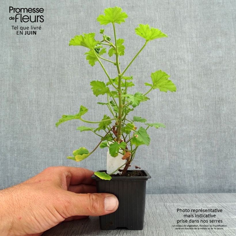Example of Pelargonium greytonense Vasetto da 8/9 cm as you get in printemps