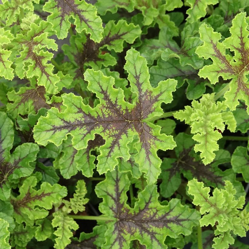Pelargonium quercifolium Royal Oak (Fogliame)
