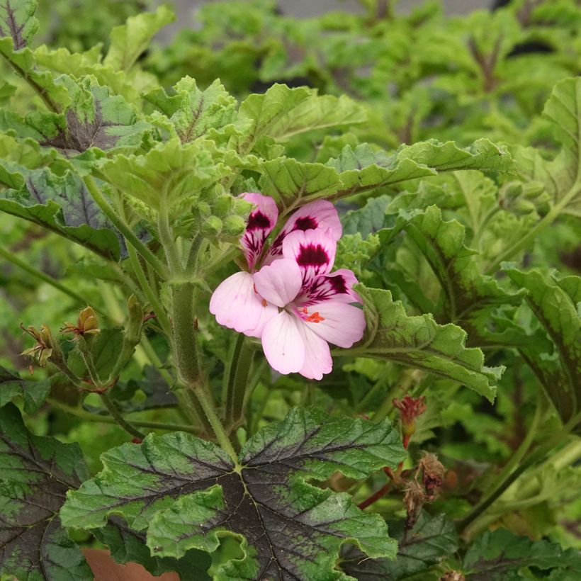 Pelargonium quercifolium Royal Oak (Fioritura)