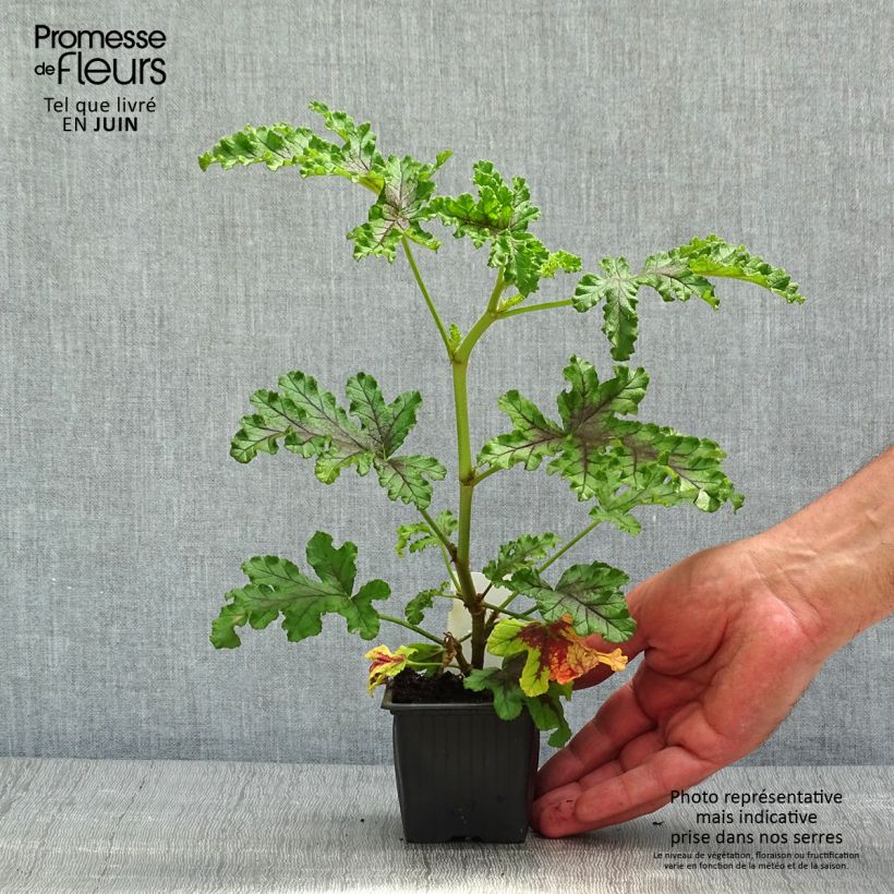Example of Pelargonium quercifolium Royal Oak Vasetto da 8/9 cm as you get in printemps