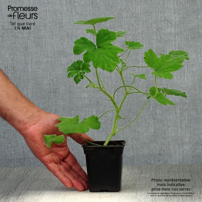 Pelargonium tomentosum Vasetto da 7/8 cm esemplare consegnato in primavera