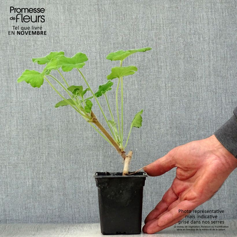 Esemplare di Pelargonium tomentosum Vasetto da 7/8 cm come consegnato in autunno