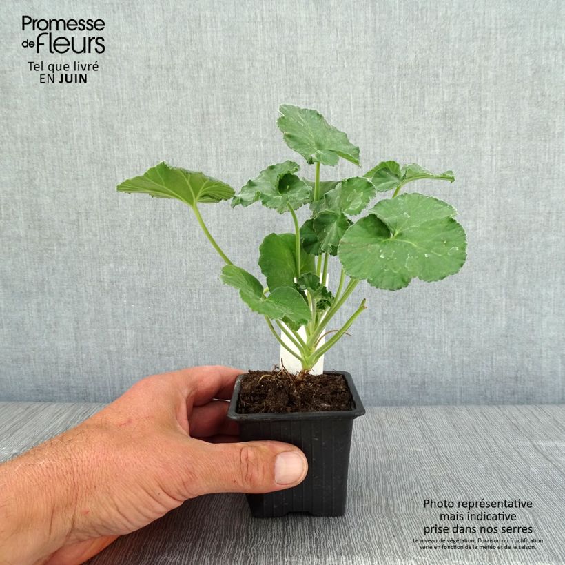 Pelargonium reniforme Vasetto da 8/9 cm esemplare consegnato in primavera