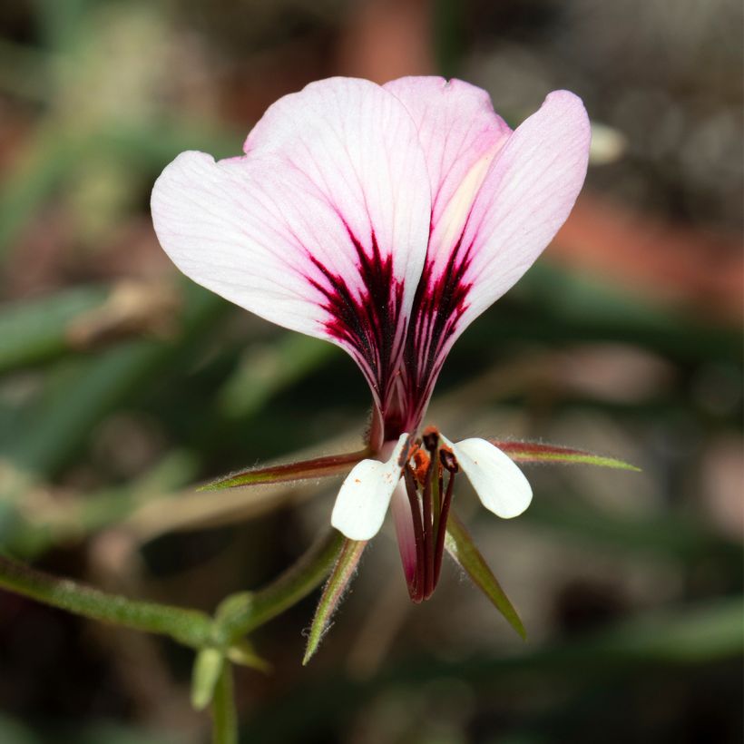 Pelargonium tetragonum (Fioritura)
