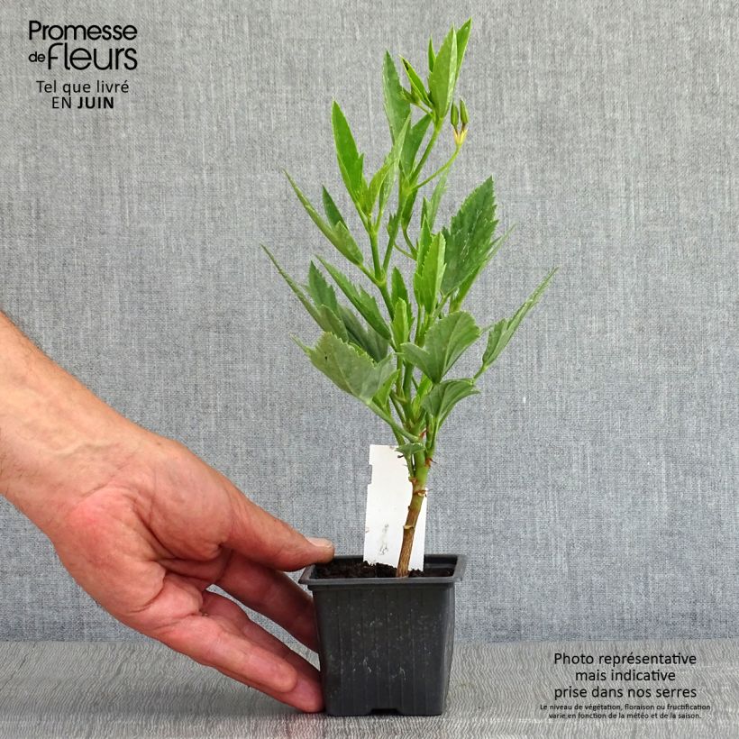 Pelargonium tricuspidatum Vasetto da 8/9 cm esemplare consegnato in primavera