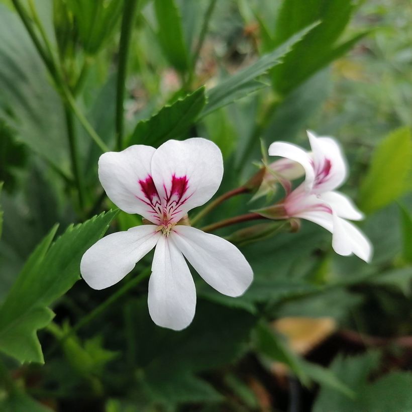 Pelargonium tricuspidatum (Fioritura)