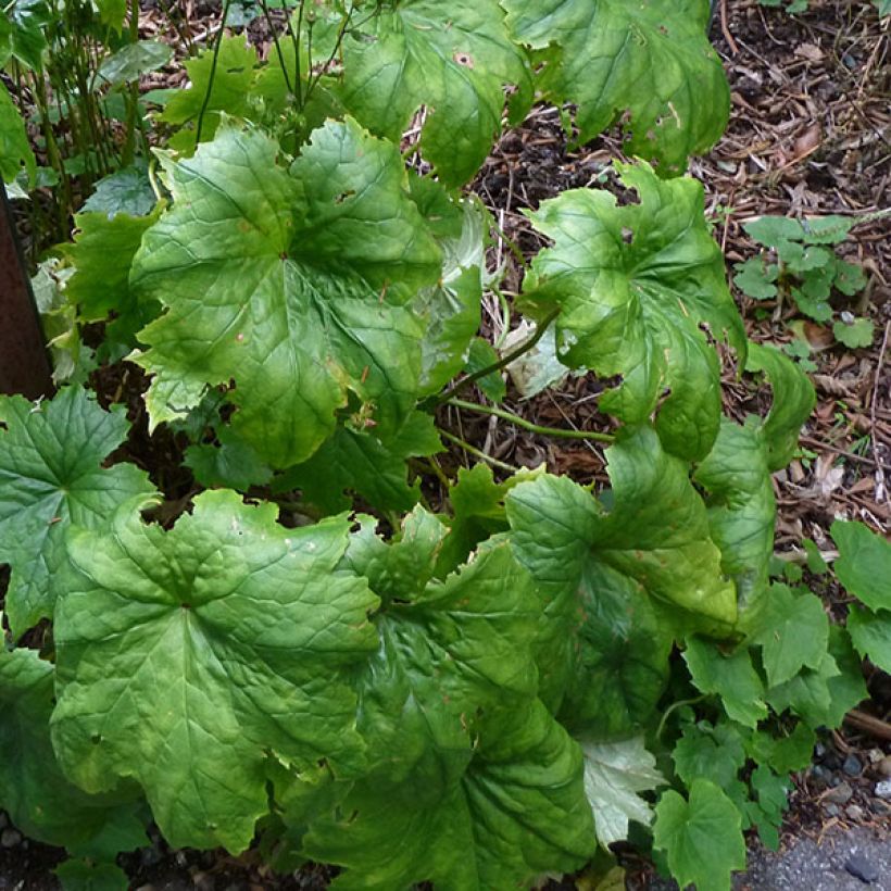 Peltoboykinia tellimoïdes (Fogliame)