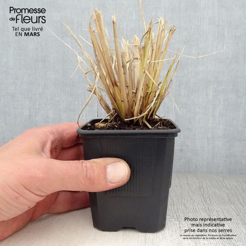 Pennisetum Windy Simonette Vasetto da 8/9 cm esemplare consegnato in primavera