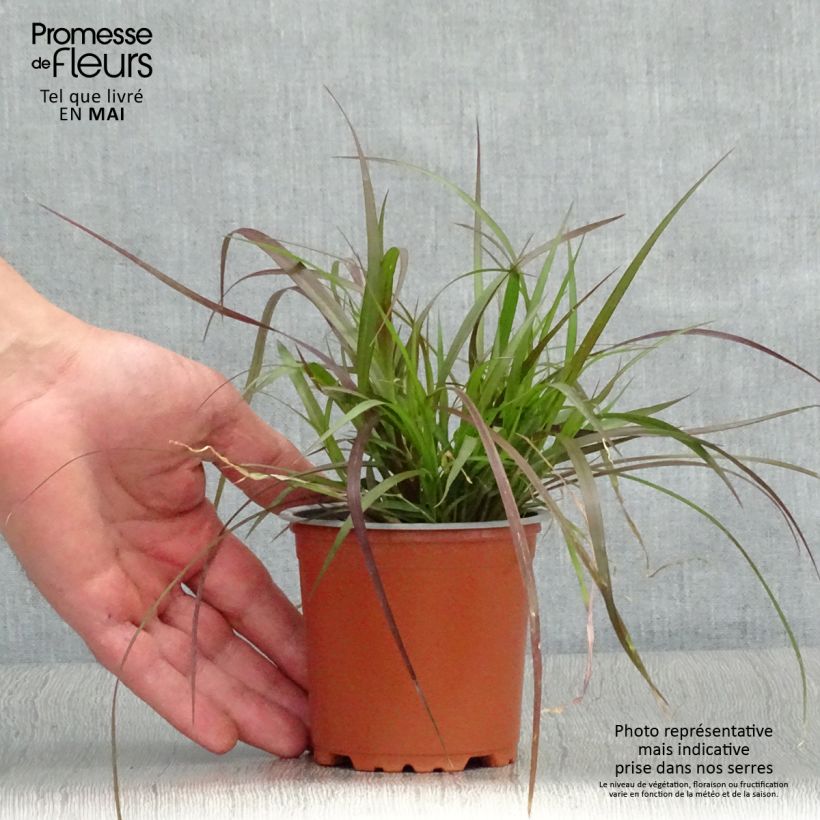 Example of Pennisetum advena Rubrum Vasetto da 8/9 cm as you get in printemps